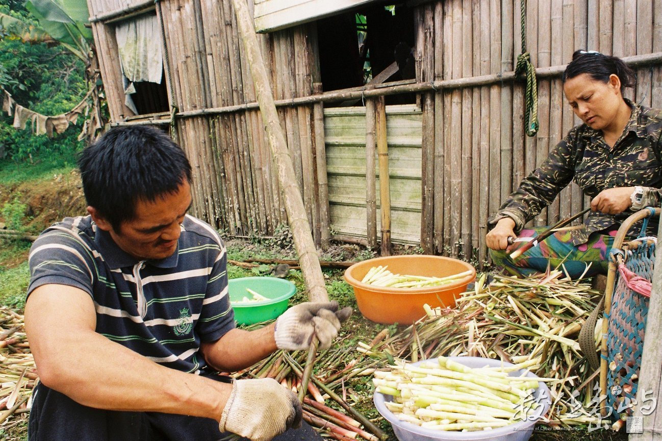 箭筍處理/2015/大同部落