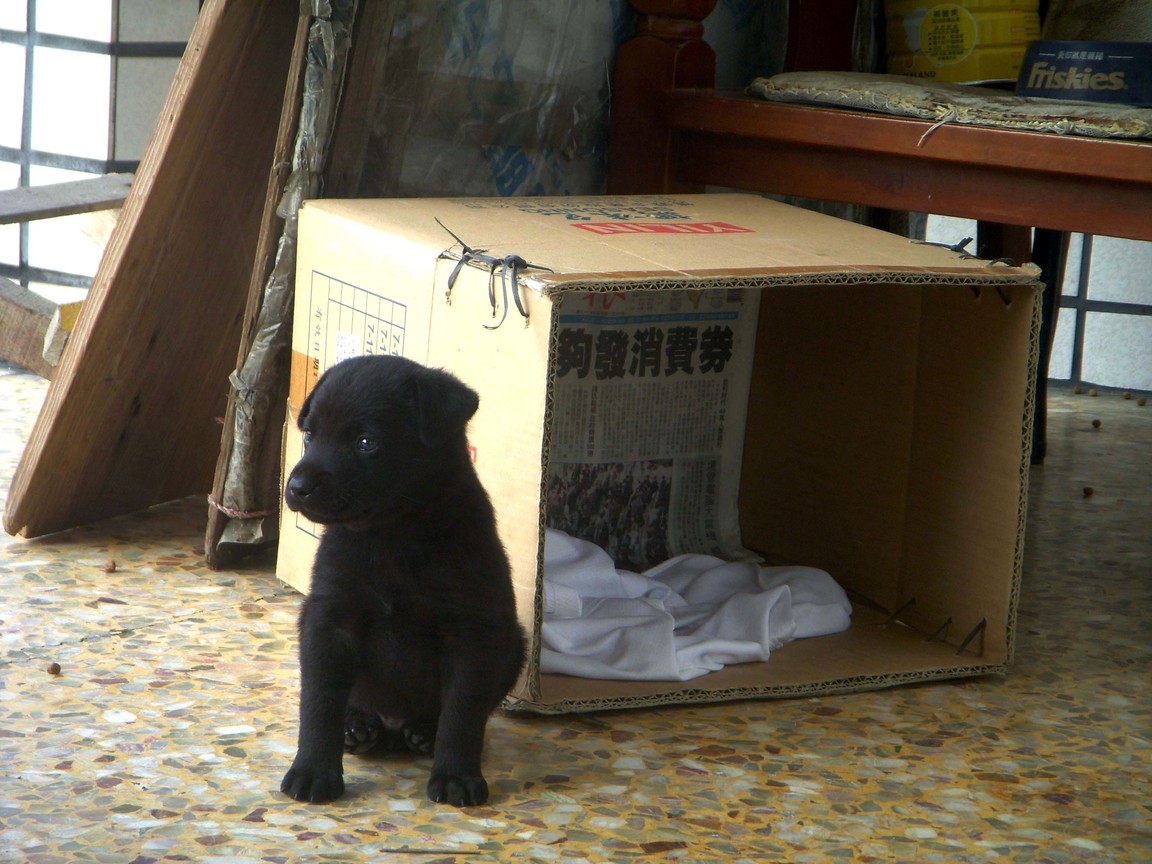 初到新家，怯生的孩子