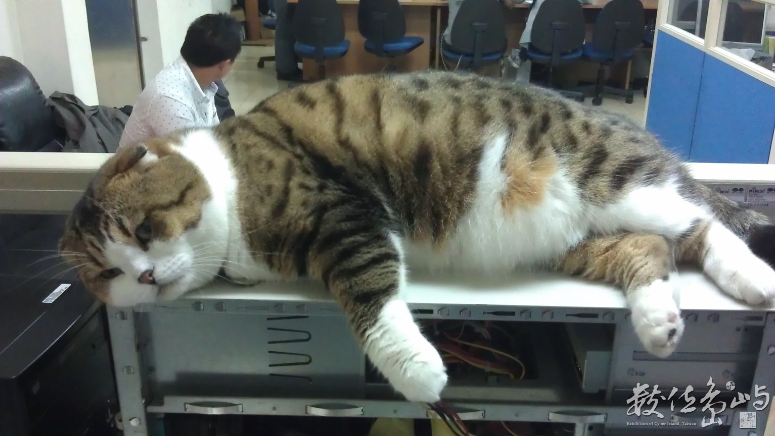 2013年1015台北(貓)_06