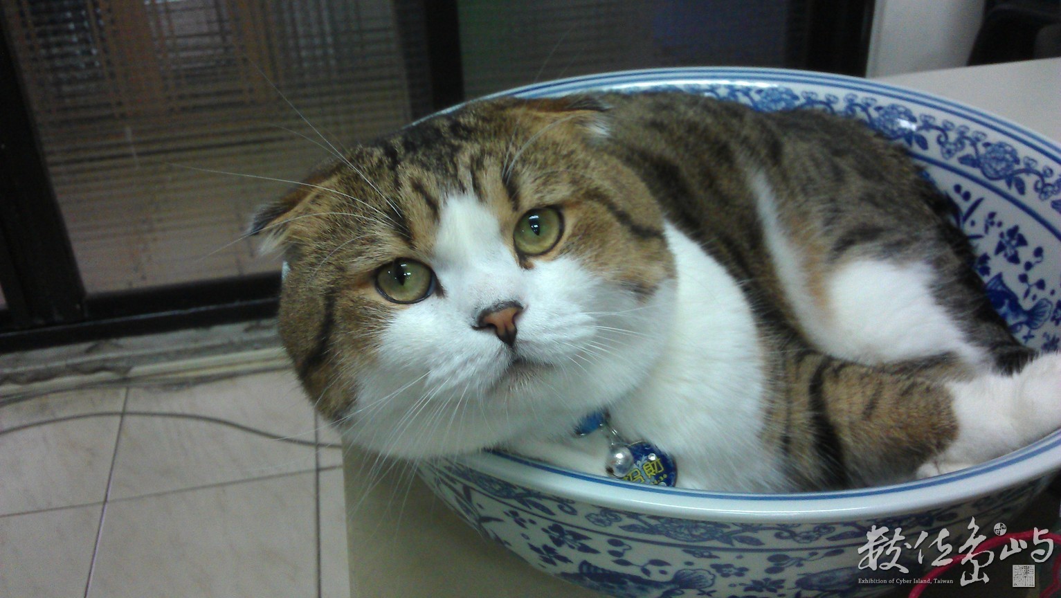 2013年1015台北(貓)_02