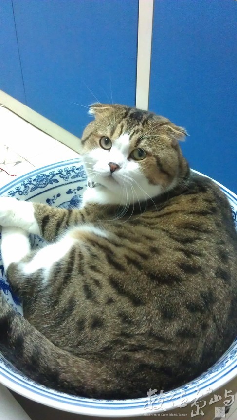 2013年1015台北(貓)_01