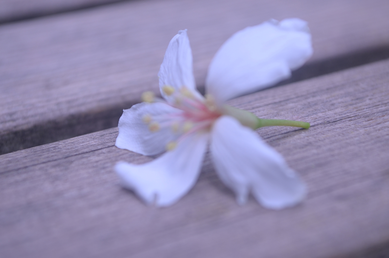 拍出家鄉美-勾起故鄉情