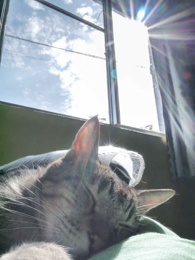 日晴!藍天!我最喜歡在這樣的午後，打睏，曬陽光!