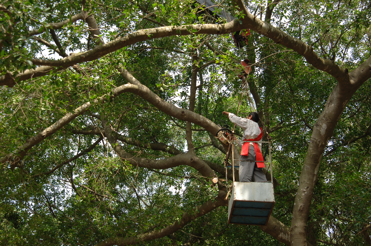 佳里金唐殿取(舟參)