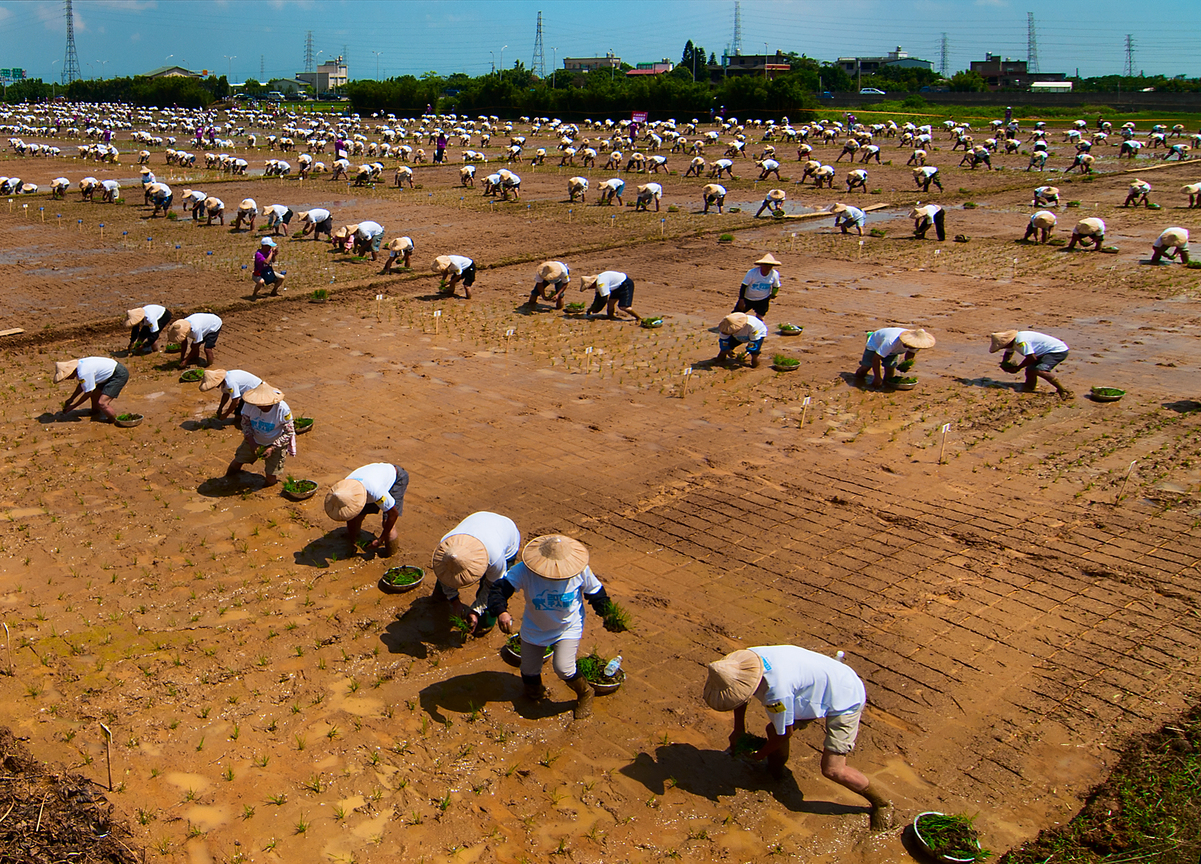 千人插秧