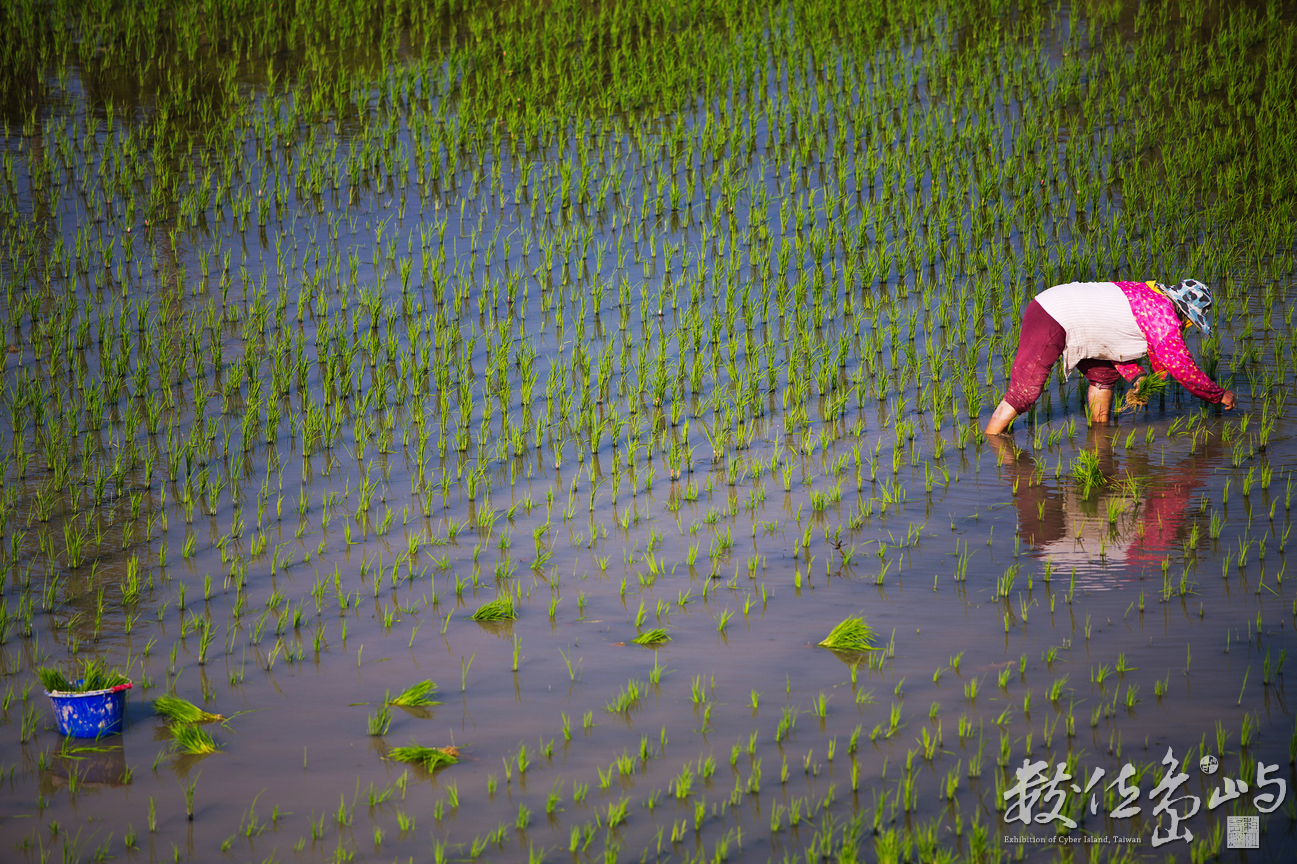 插秧