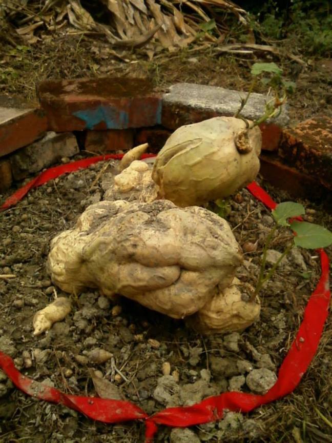 三山國王顯神蹟