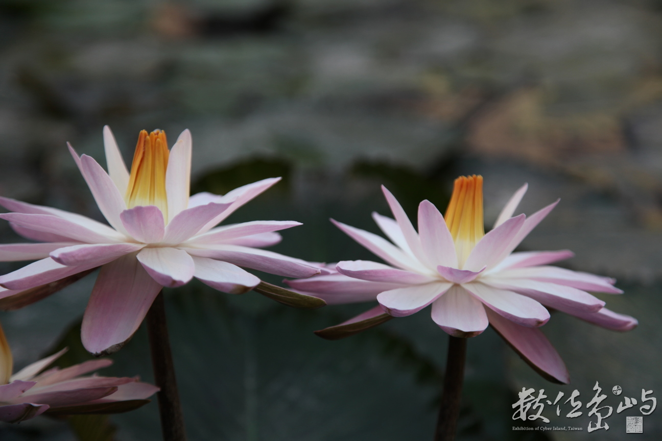 2014年0128高雄_02