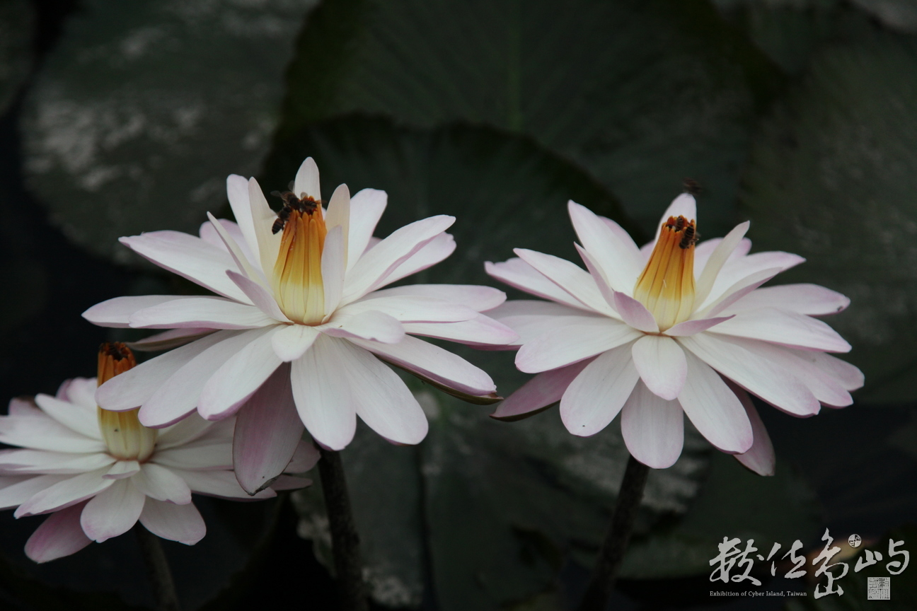 2014年0128高雄_03