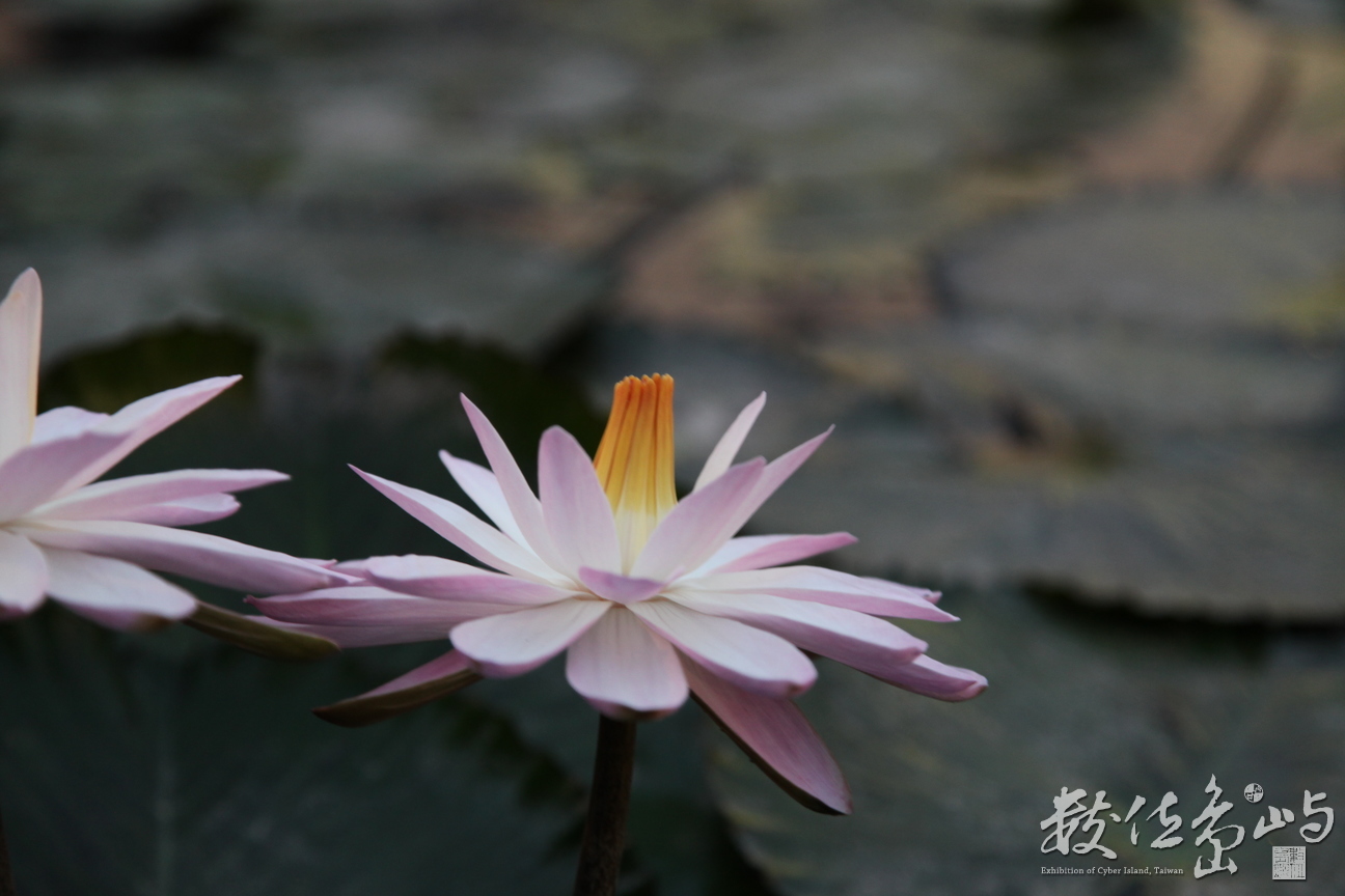 2014年0128高雄_01