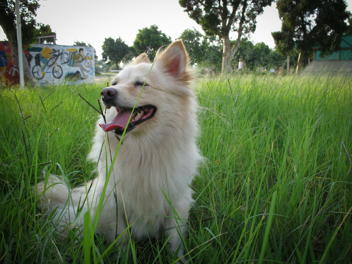 午後的散步-小憩