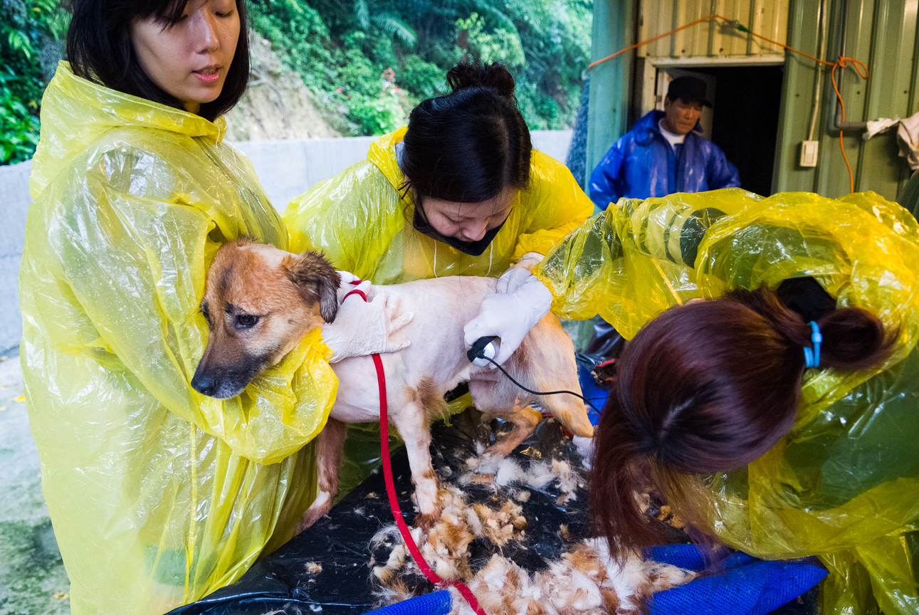 流浪狗剃毛活動