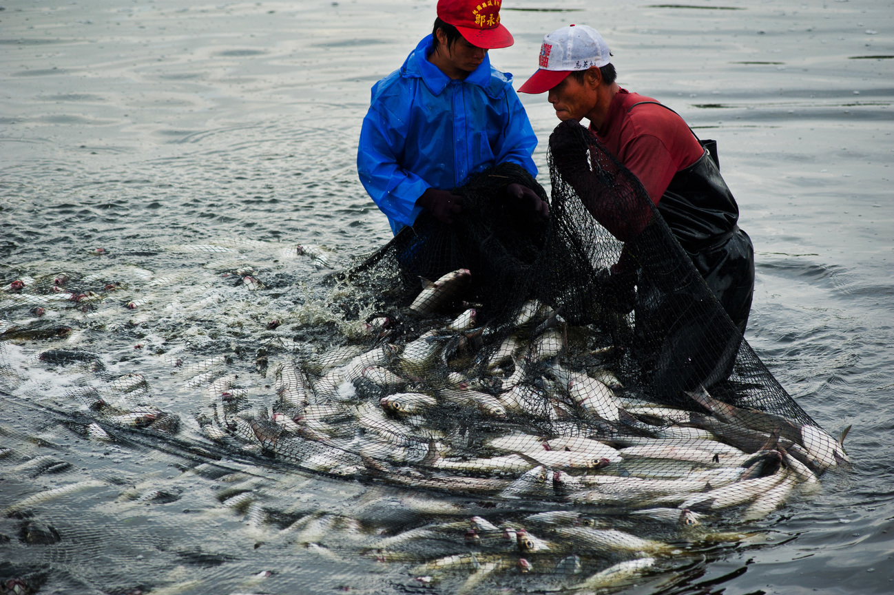 捕烏魚