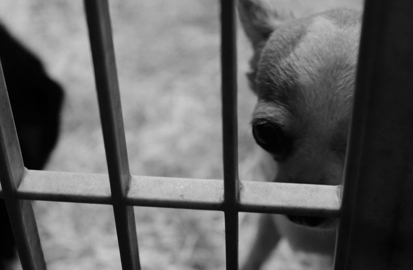 我很怪，但我很乖