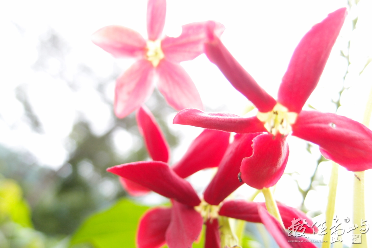 20130905拍攝於台東知本森林遊樂區