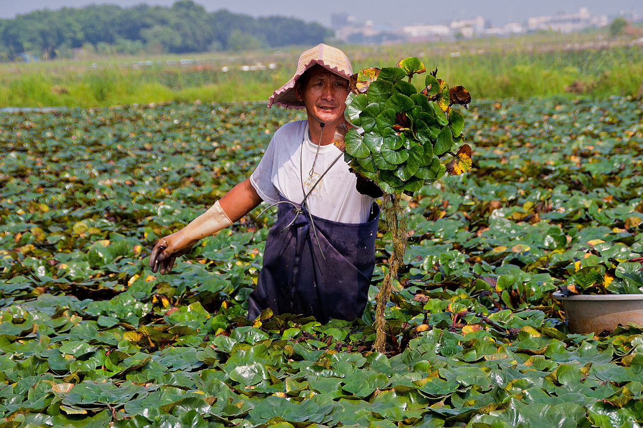 台南市官田區-豐收