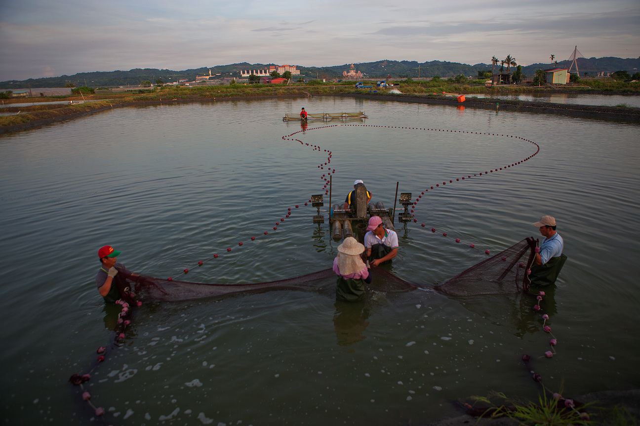 屏東縣里港鄉-捕蝦