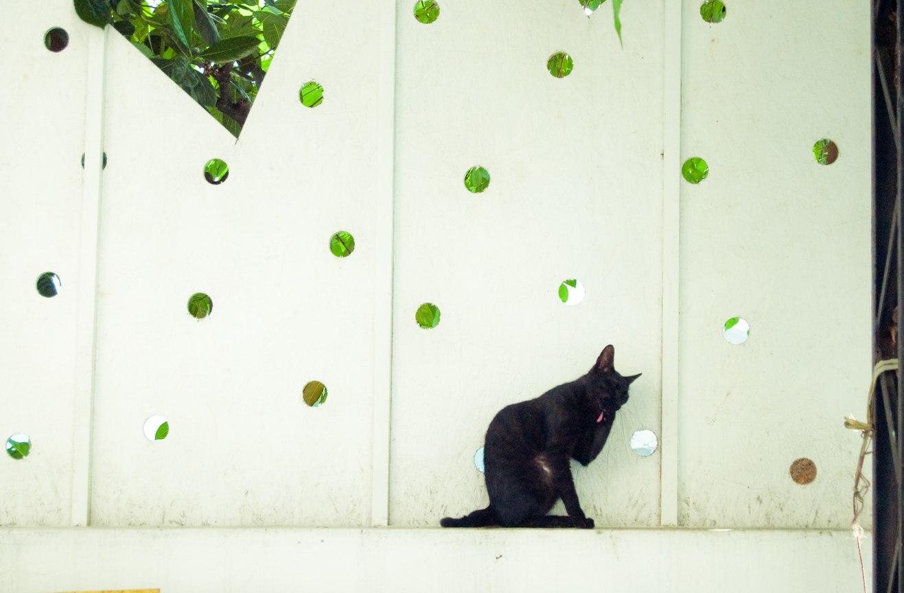 台中市西區－精誠來的貓