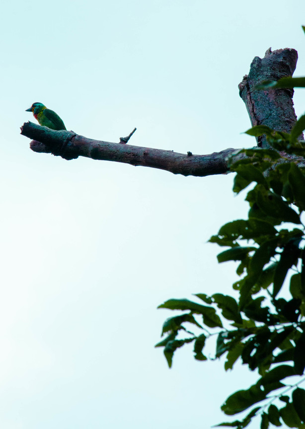 台中市北屯區－大坑步道五色鳥