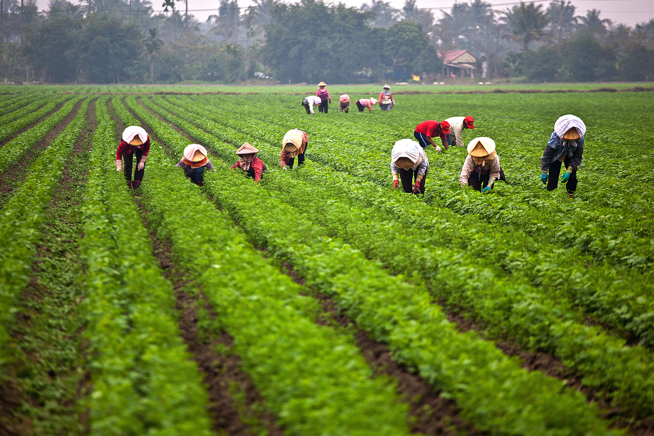 高雄市旗山區-除草