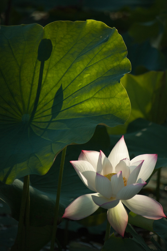 頭前社區水車公園荷花
