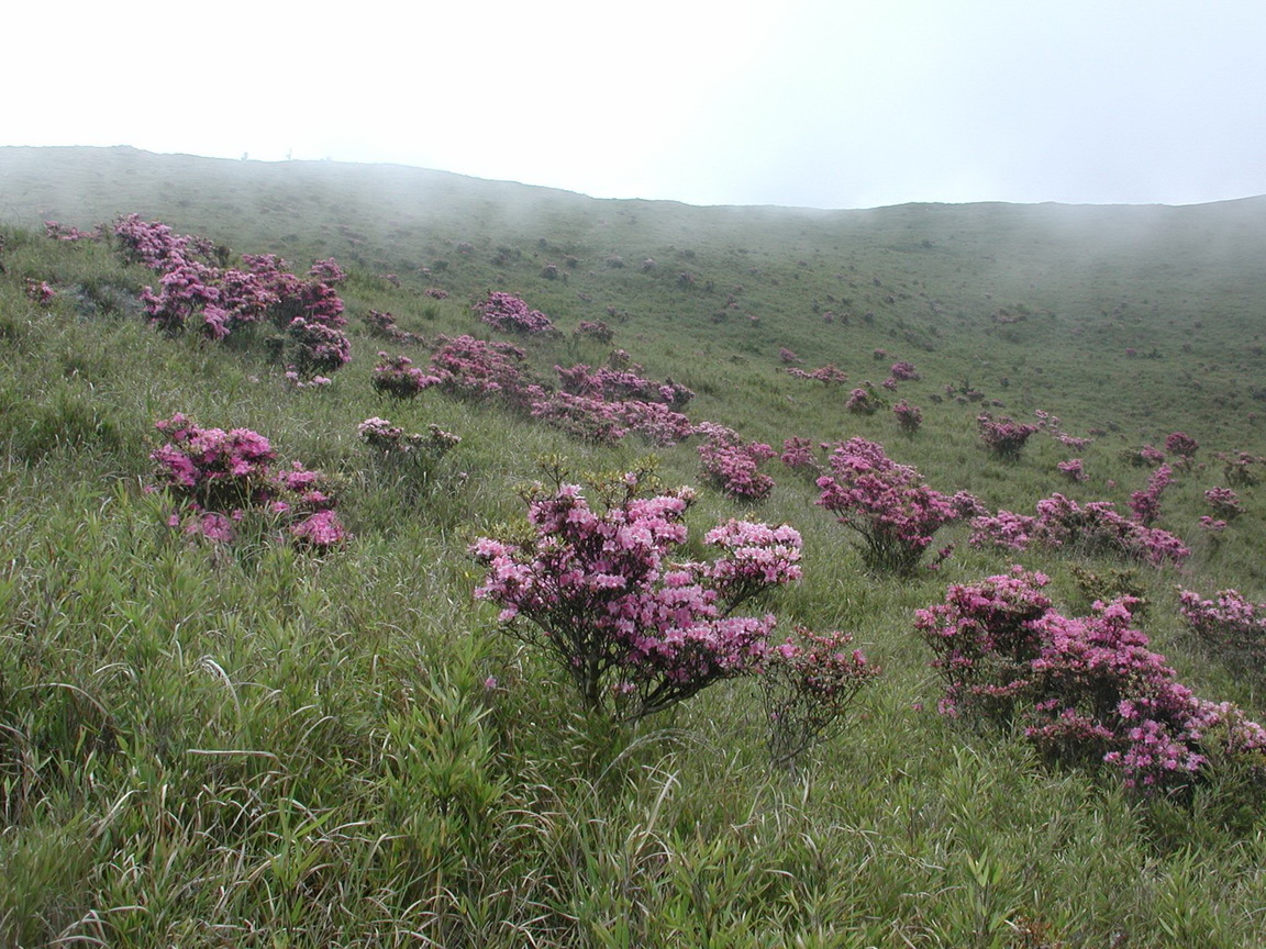 高山植物=紅毛杜鵑