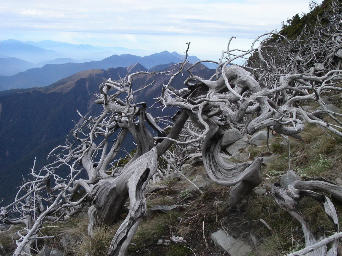 永垂不朽的玉山圓柏