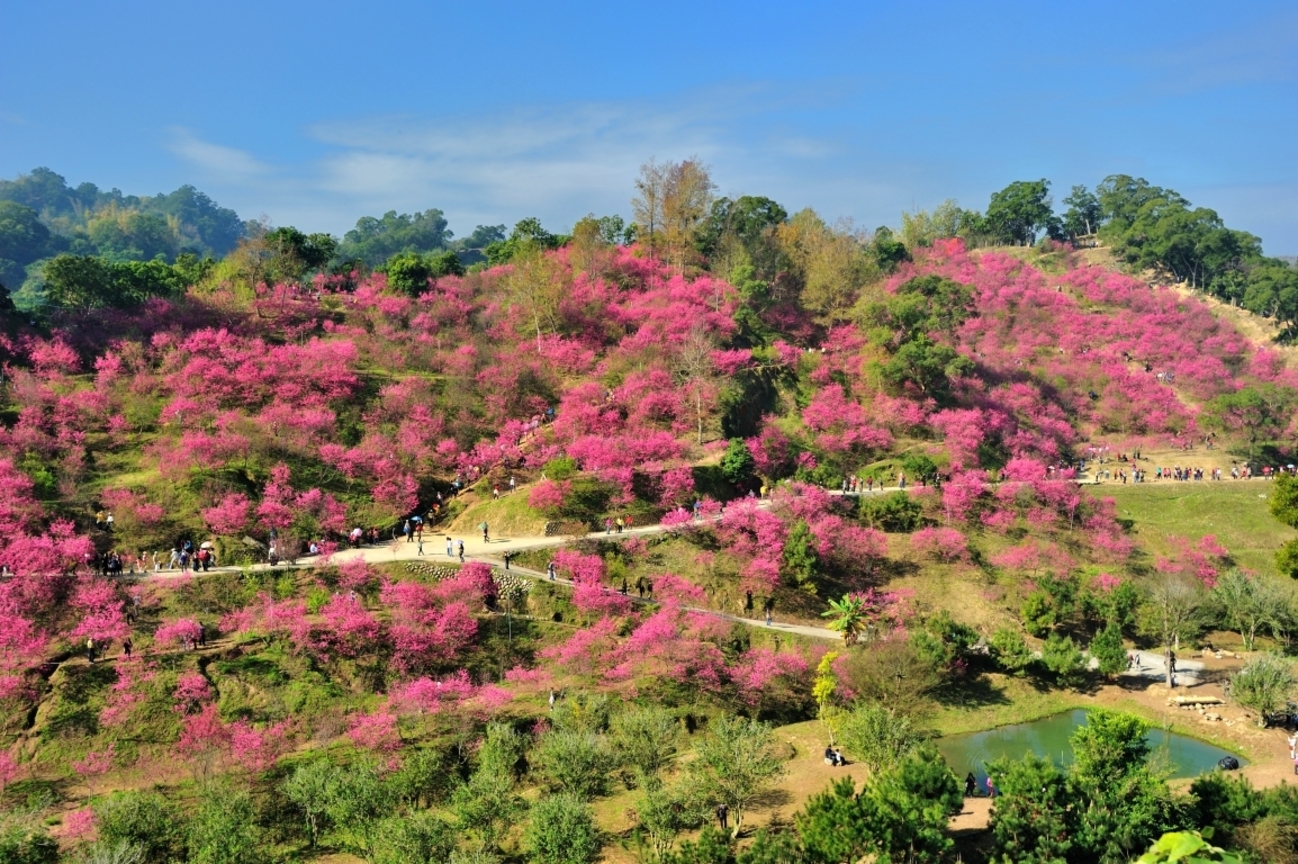 台中市北屯區－大坑櫻花林
