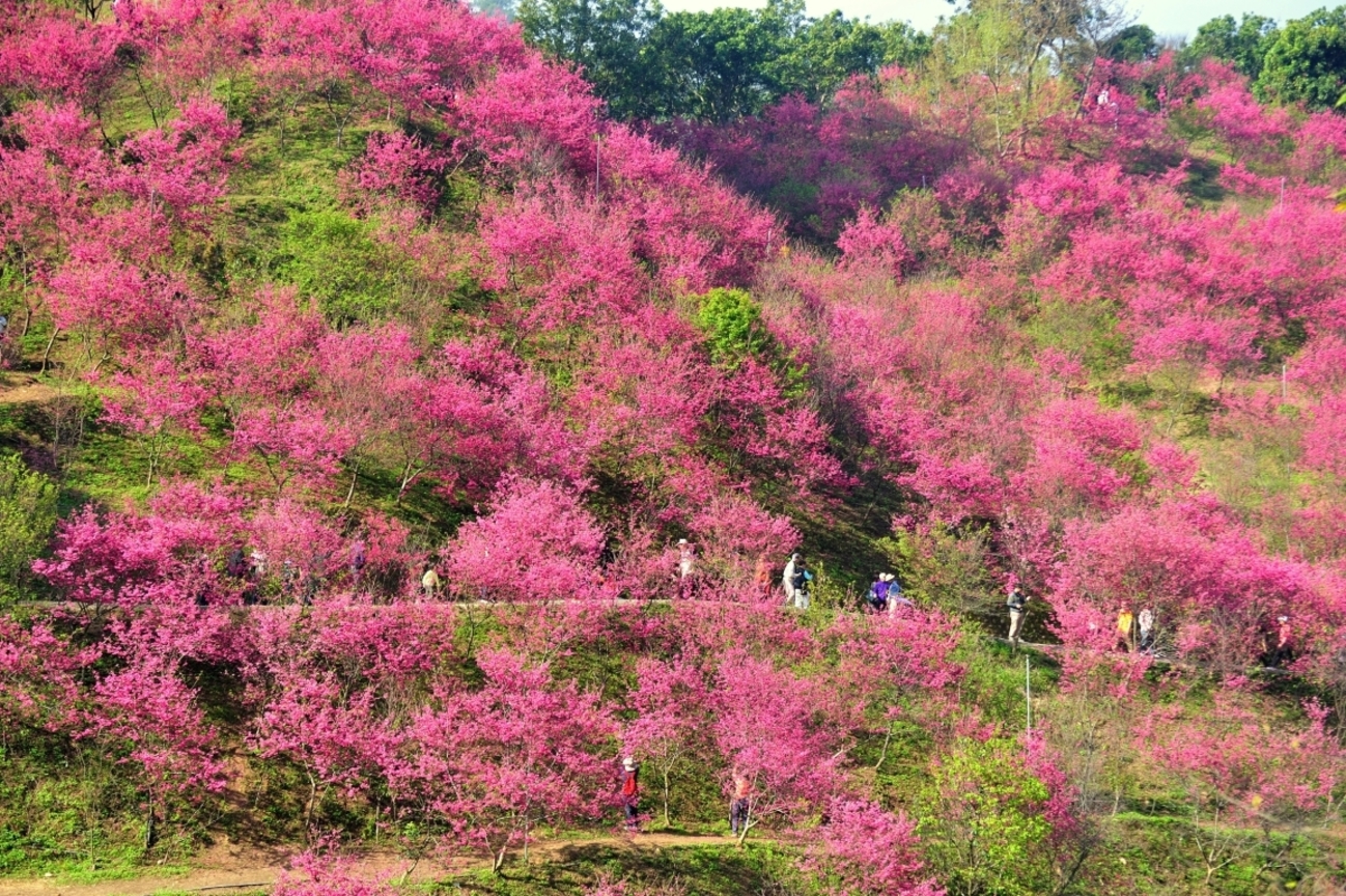 台中市北屯區－大坑風景區櫻花林