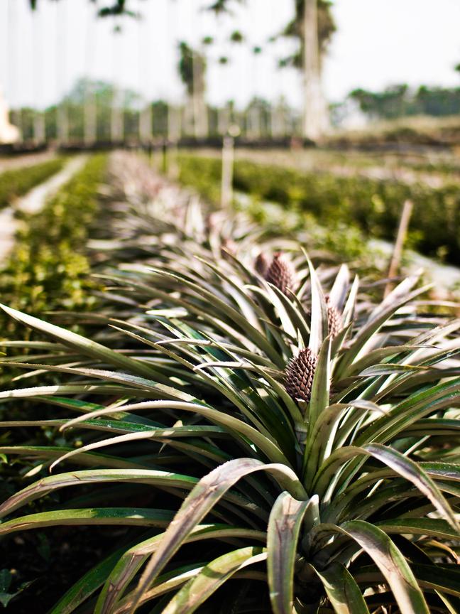 南投縣名間鄉-鳳梨田