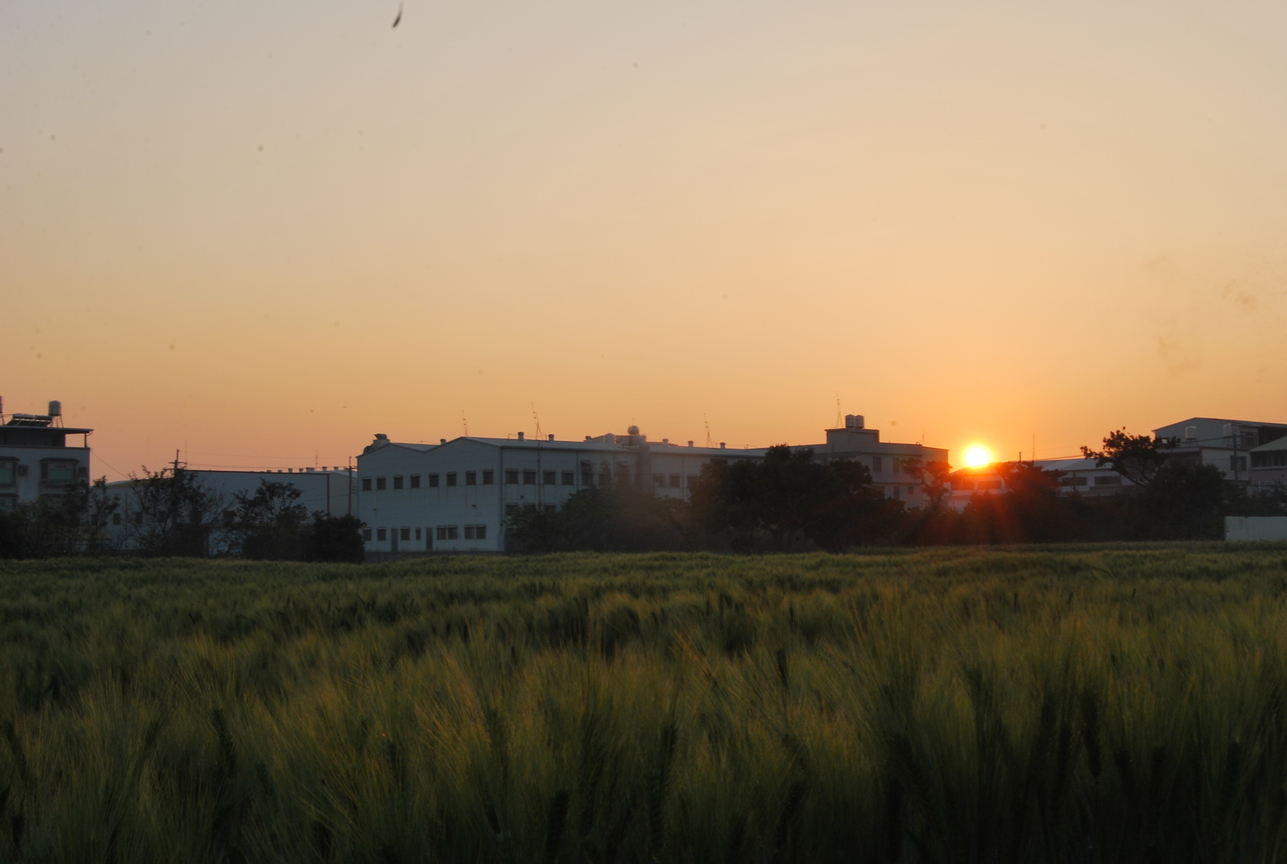 台中市大雅區－尚未成熟的青麥