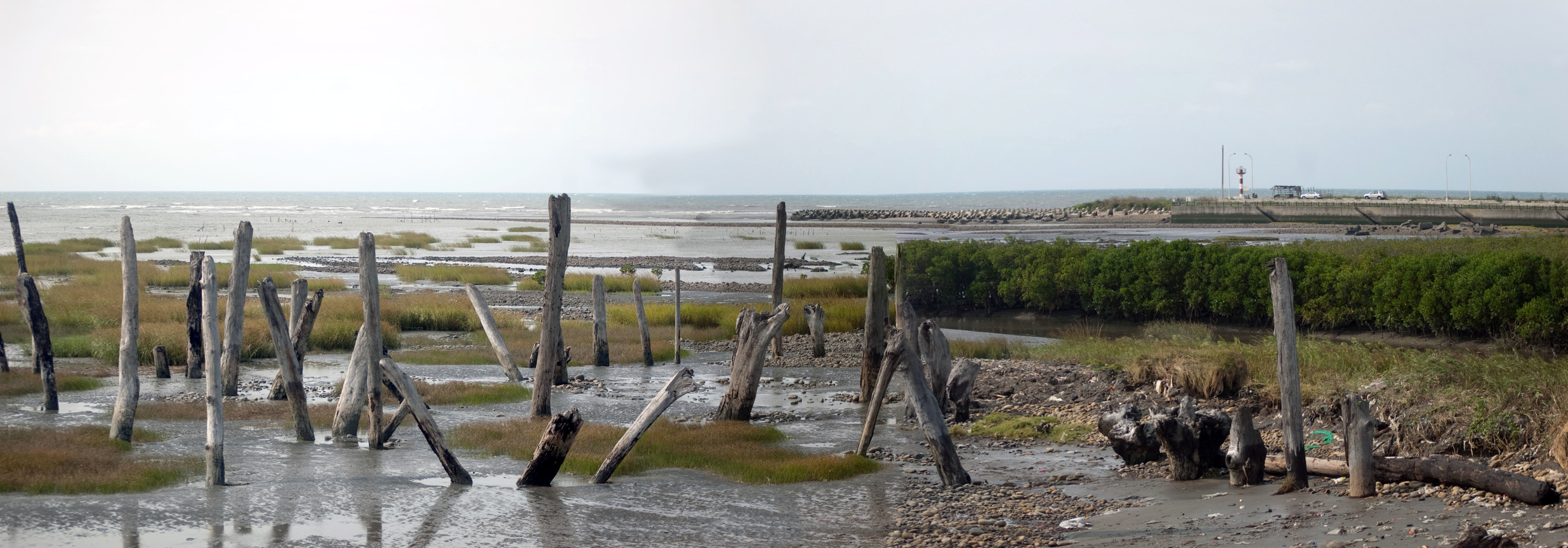 台中市大安區－漂流木海岸