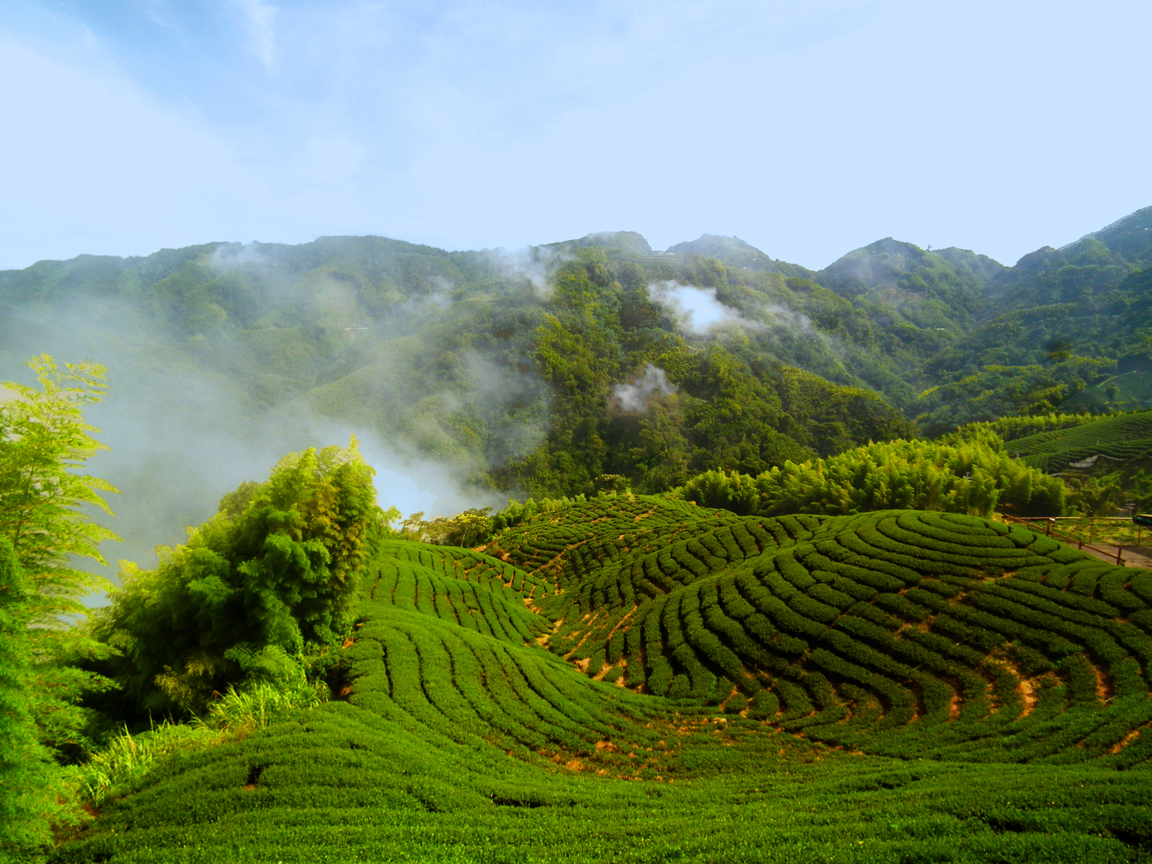 八卦茶園