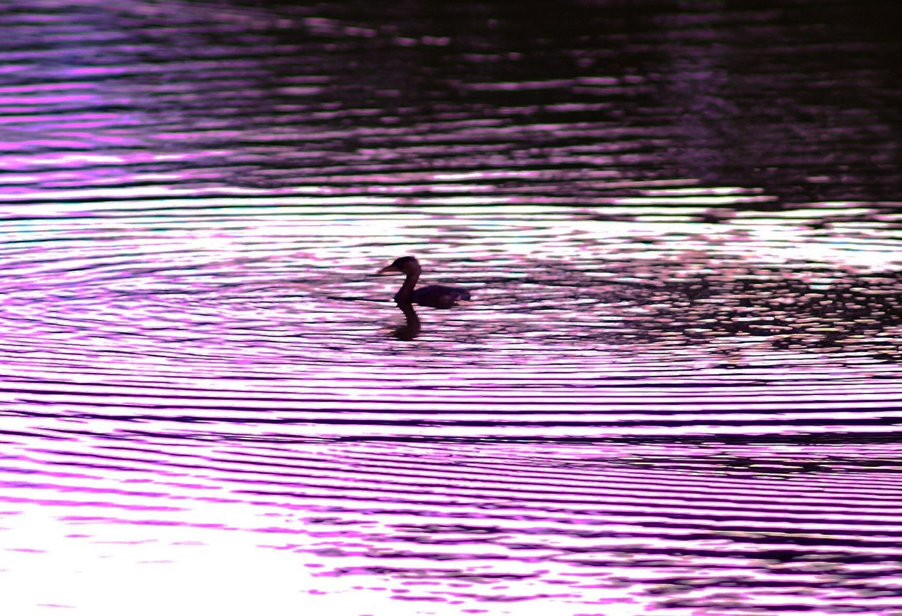 臺北市北投區-關渡自然公園