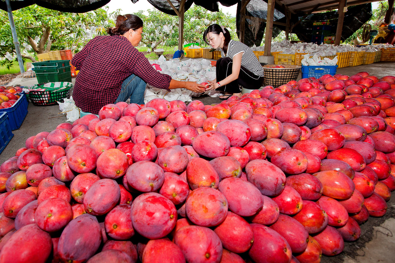 屏東縣枋寮鄉－豐收