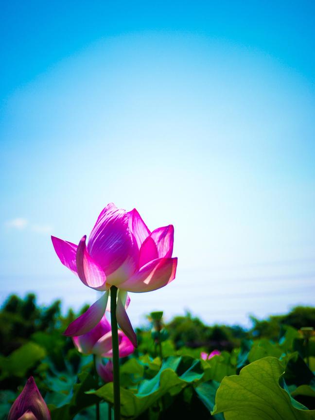 桃園縣觀音鄉-蓮花季