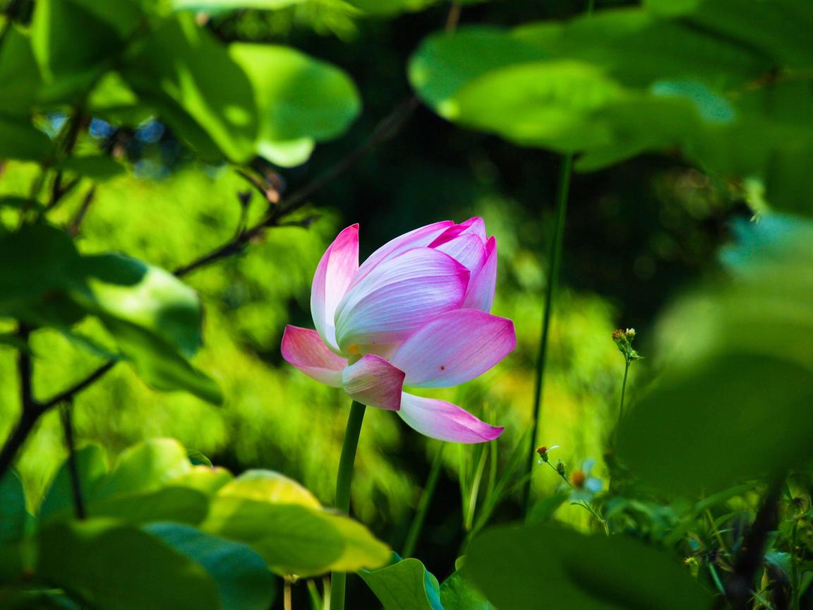 桃園縣觀音鄉-蓮花季