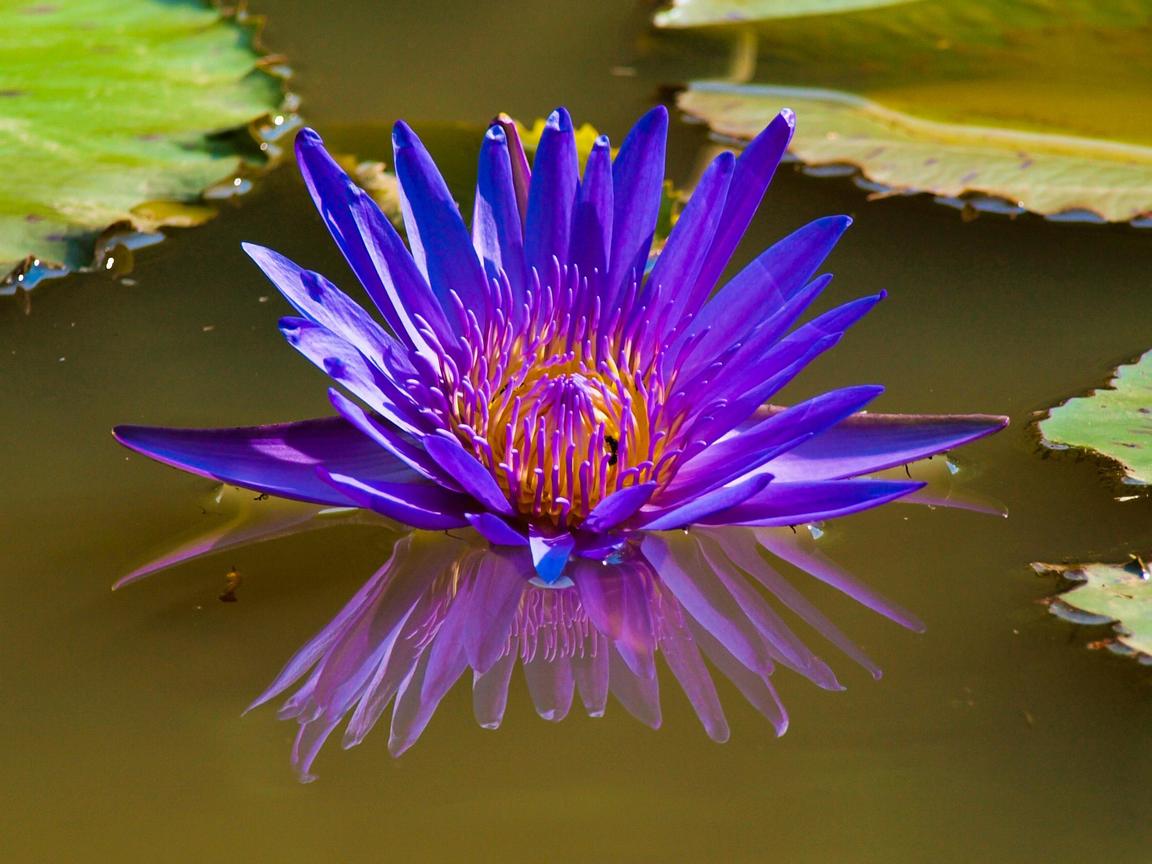 桃園縣觀音鄉-蓮花季