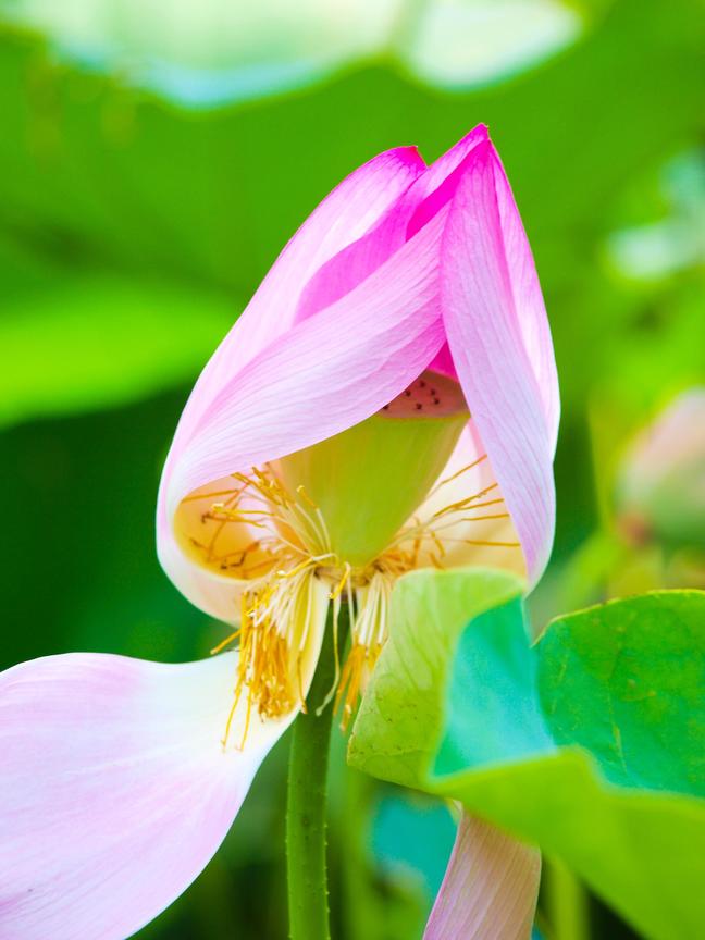 桃園縣觀音鄉-蓮花季