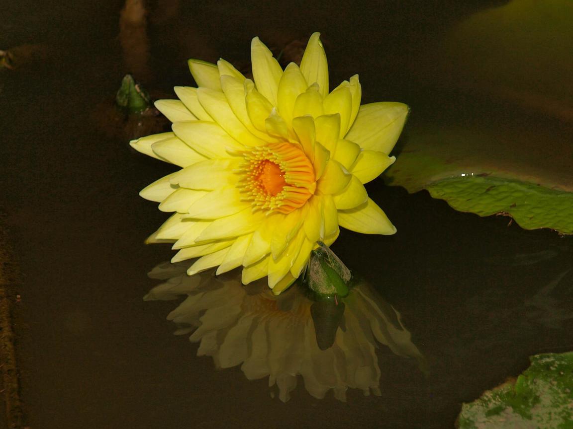 桃園縣觀音鄉-蓮花季