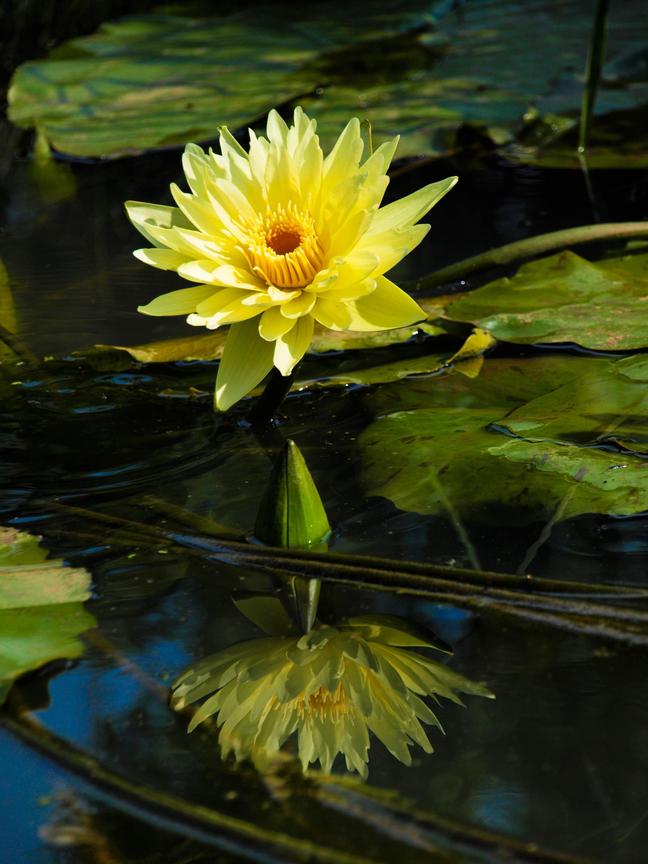 桃園縣觀音鄉-蓮花季