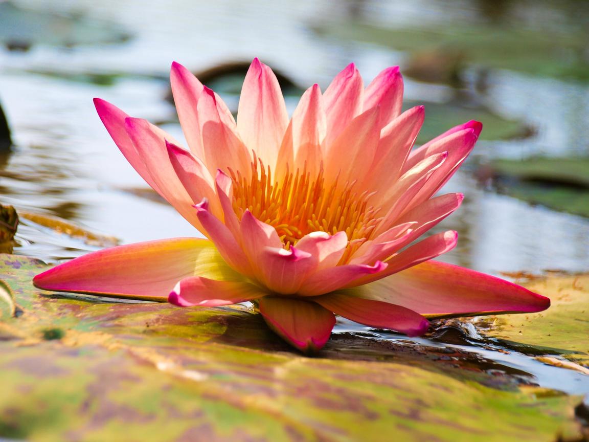 桃園縣觀音鄉-蓮花季