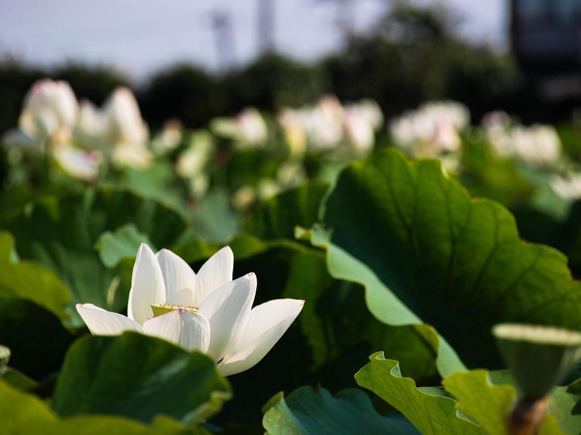 桃園縣觀音鄉-蓮花季