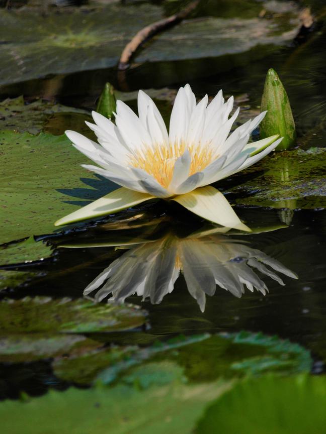 桃園縣觀音鄉-蓮花季