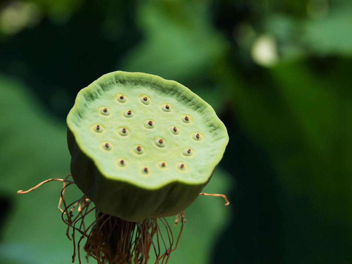 桃園縣觀音鄉-蓮花季