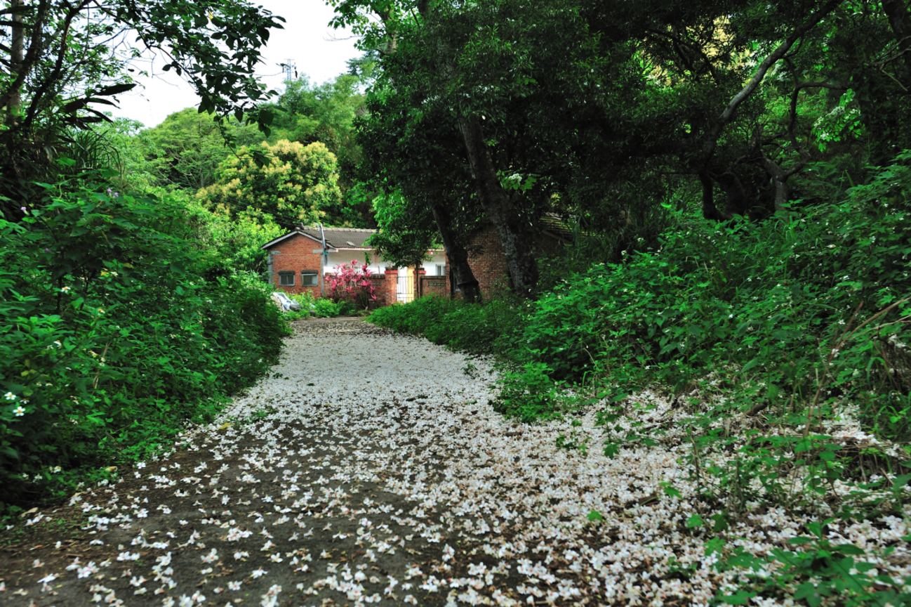 苗栗縣三灣鄉－永和山桐顏