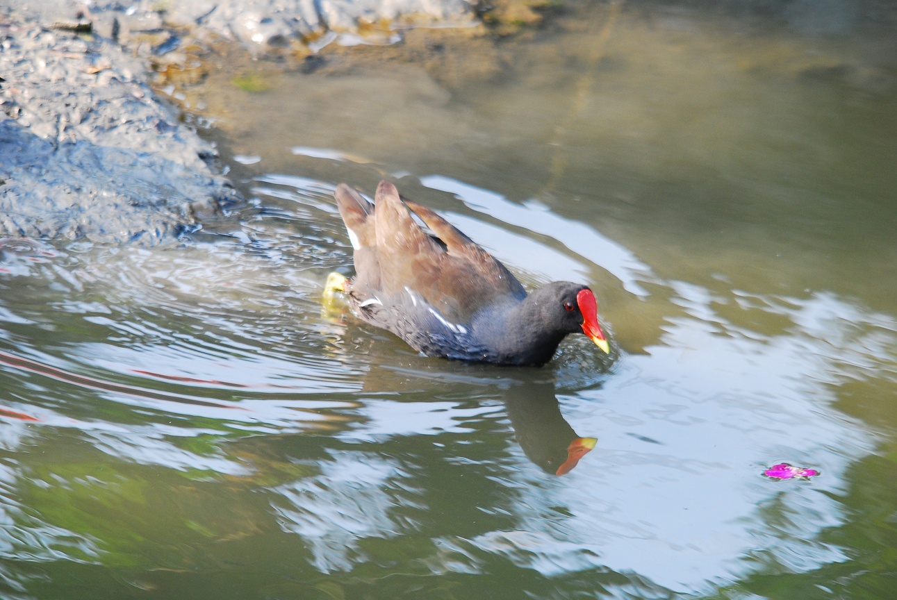 桃園八德生態埤塘公園 -紅冠水雞