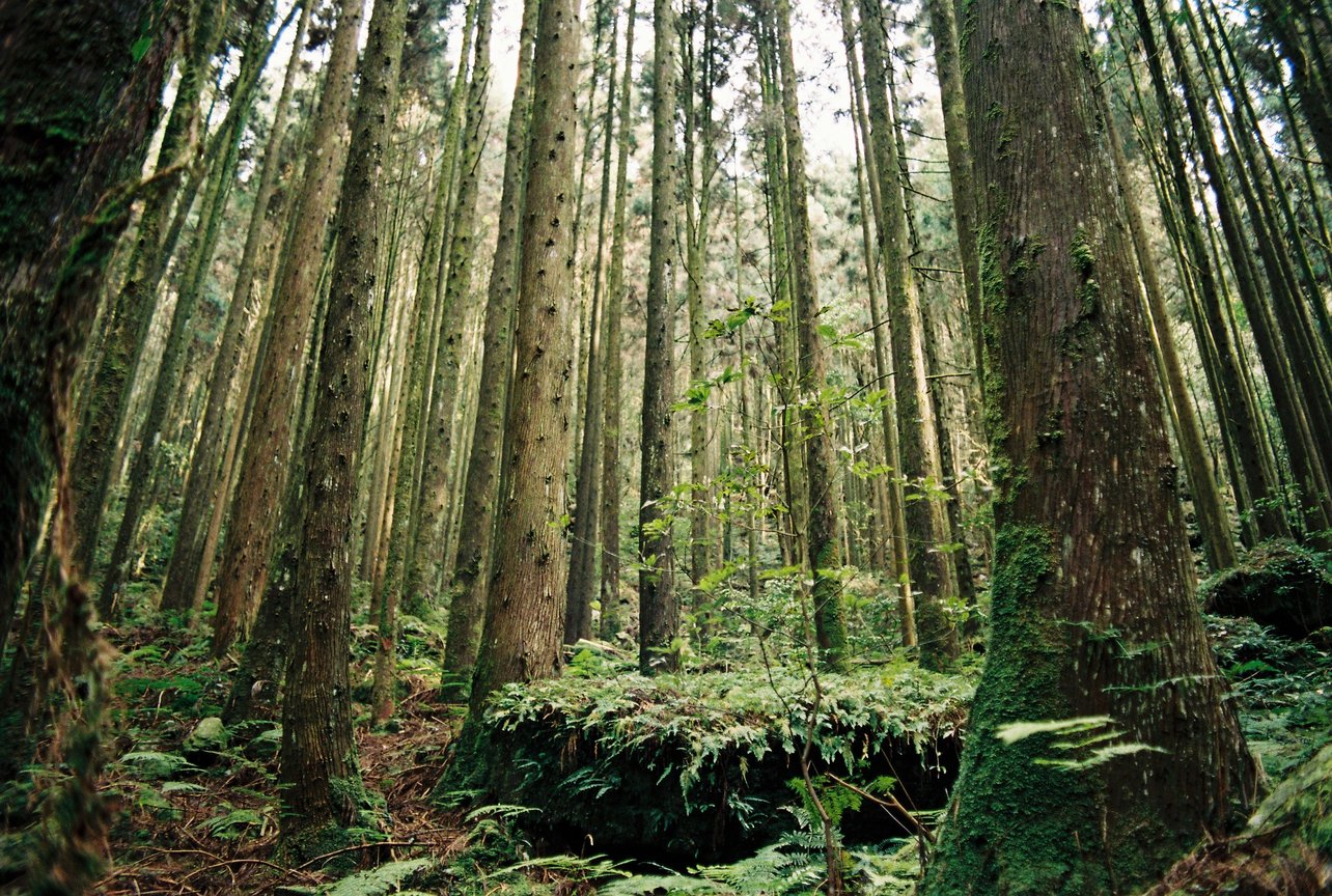 台中市和平區-橫嶺山柳杉林