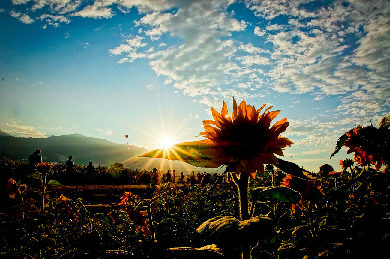 臺中市新社區－向日葵花海