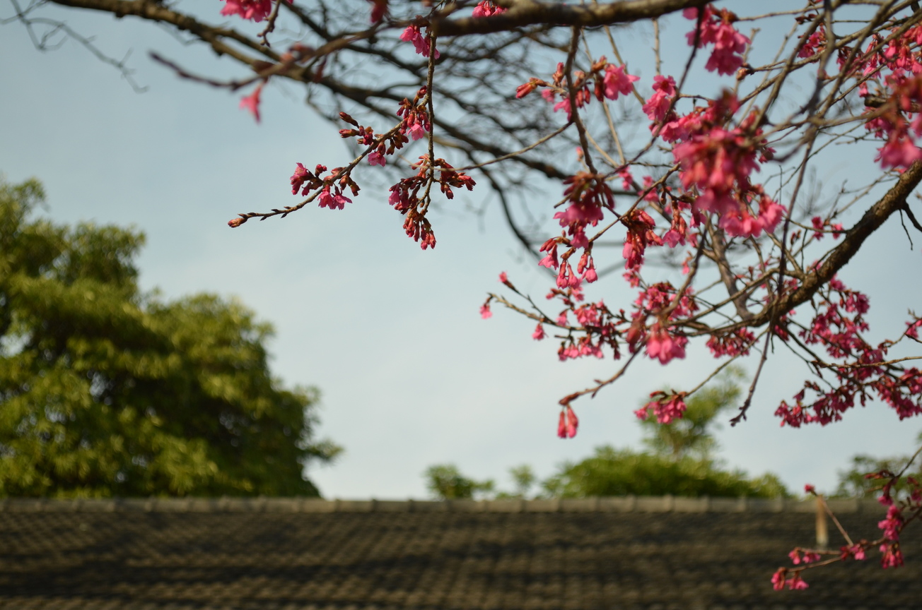 台中市西屯區─東海大學─櫻與屋